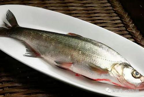 八瓜鱼哪里可以吃啊视频,揭秘各地特色八瓜鱼美食
