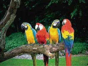 鹦鹉可以吃葫芦瓜吗视频,鹦鹉的美食探索之旅