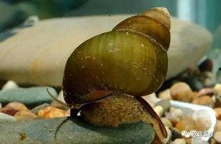 刘大瓜吃田螺螺丝视频,田螺螺丝大挑战