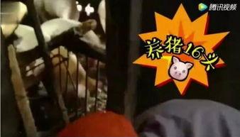 喂猪吃瓜视频大全集,视频大全集趣味回顾